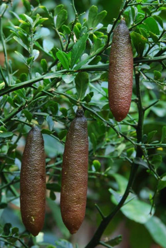 Chanh[-]ngón[-]tay[-]vị[-]lạ[-]3,5[-]triệu/kg[-]làm[-]chị[-]em[-]“phát[-]sốt"